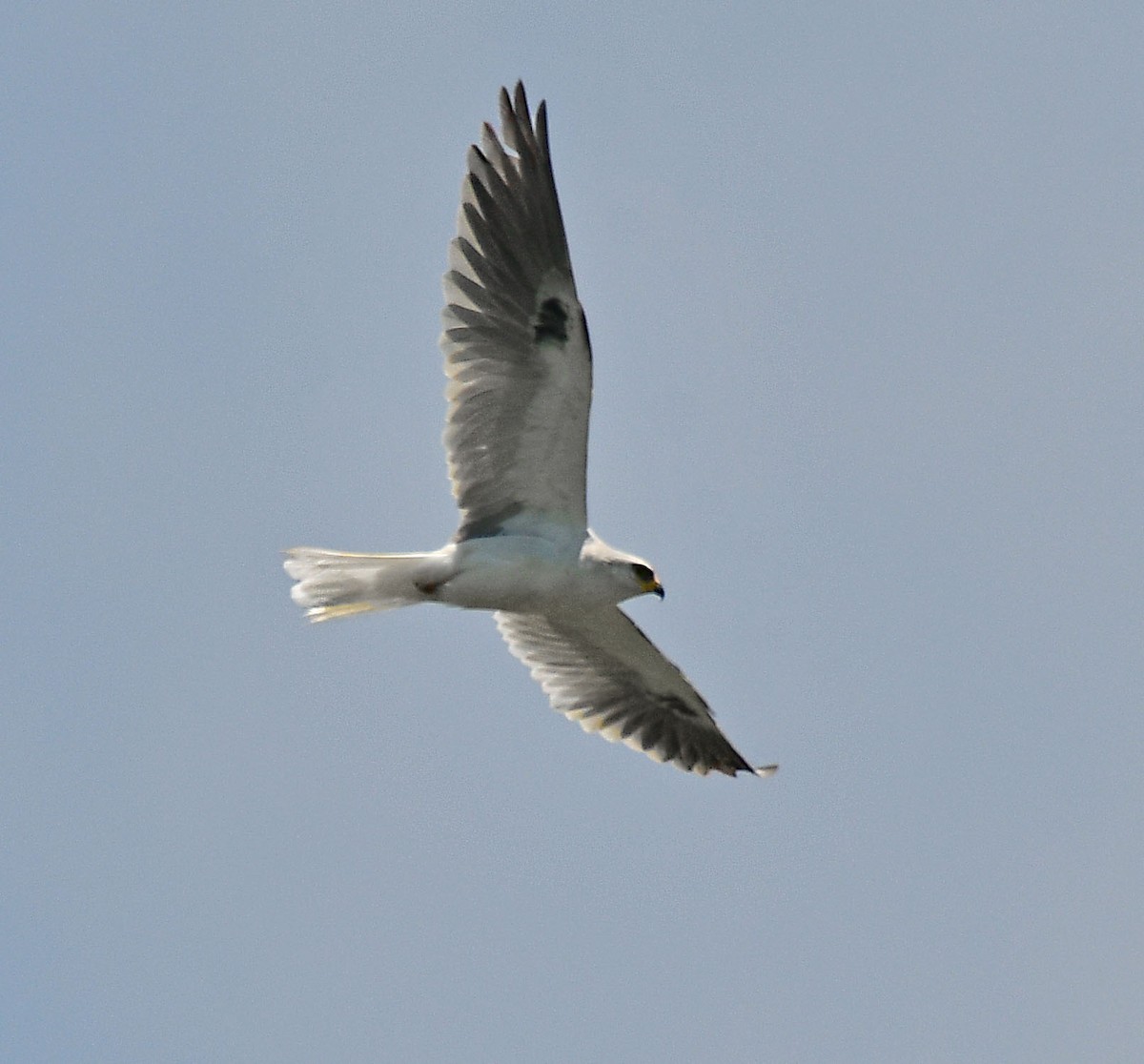 White-tailed Kite - ML164548221