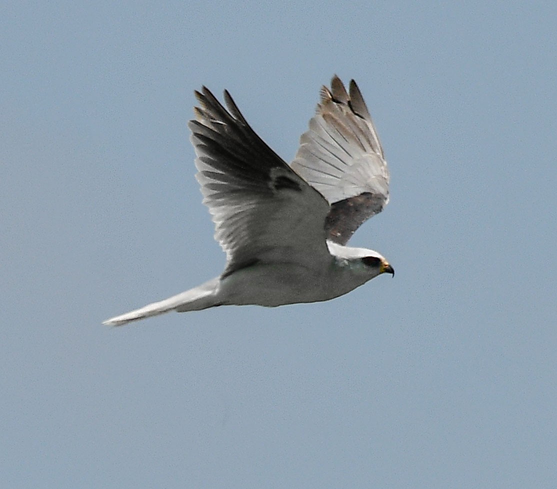 White-tailed Kite - ML164548231