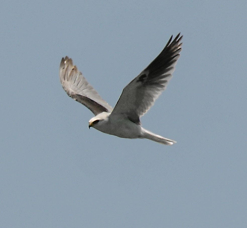 White-tailed Kite - ML164548241