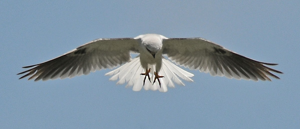 White-tailed Kite - Alison Davies