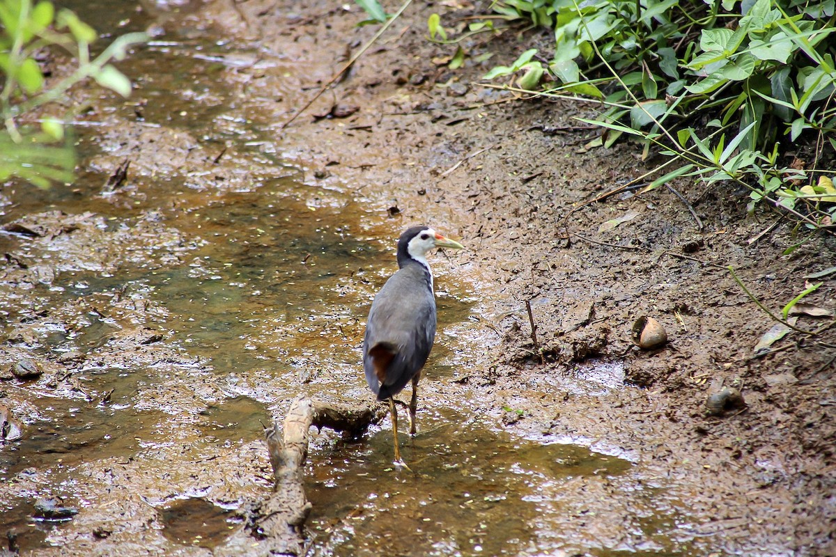 White-breasted Waterhen - Patrick James