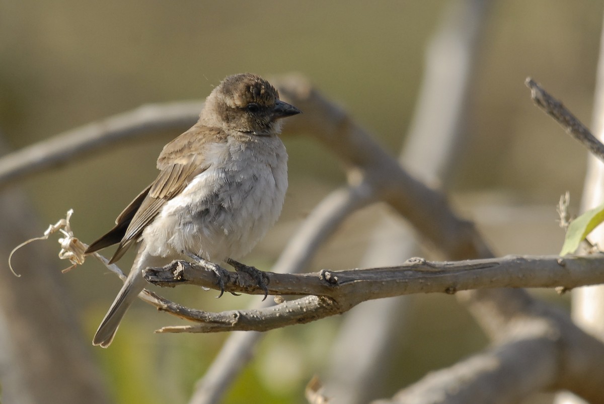 Sahel Bush Sparrow - Markus Craig