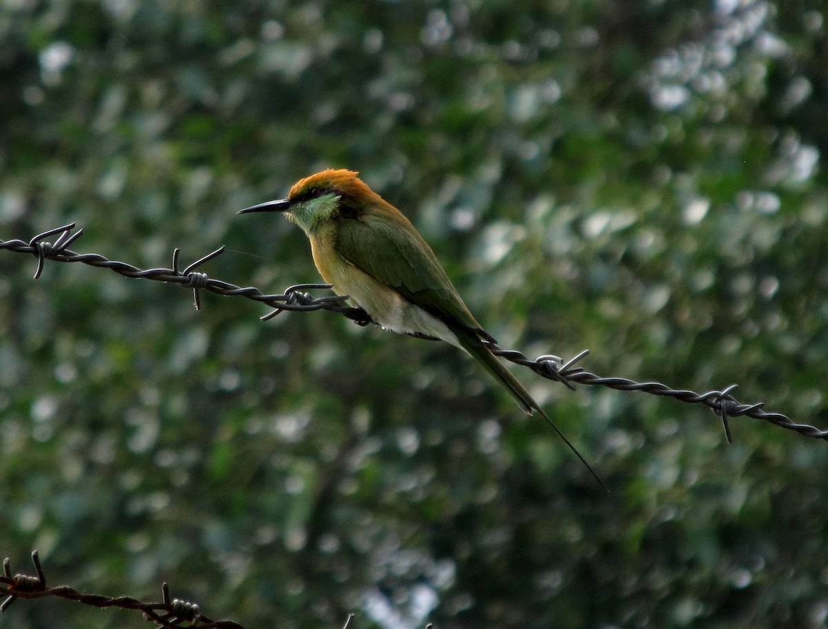 Asian Green Bee-eater - Gunjan Kumar Saurav