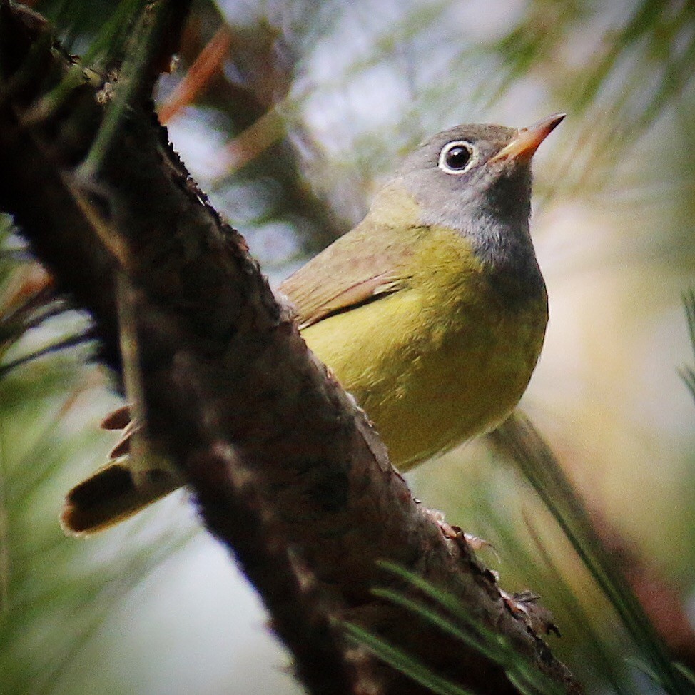 Wisconsin Breeding Bird Atlas Checklist - 16 Jun 2019 - Motts Ravine ...