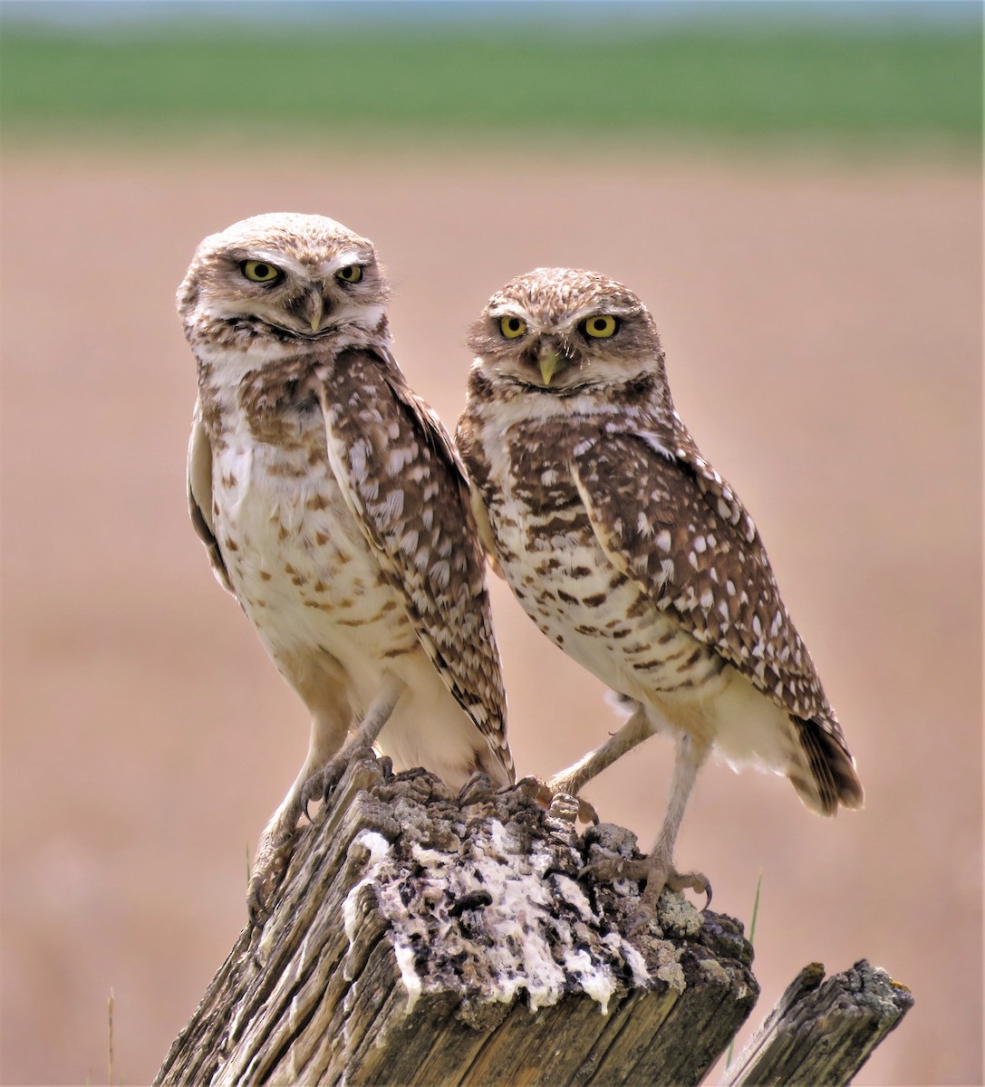 Burrowing Owl - Robin Wolcott