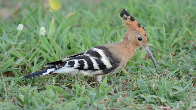 <em class="SciName notranslate">Upupa epops ceylonensis</em>, Lateral View. - Eurasian Hoopoe - 