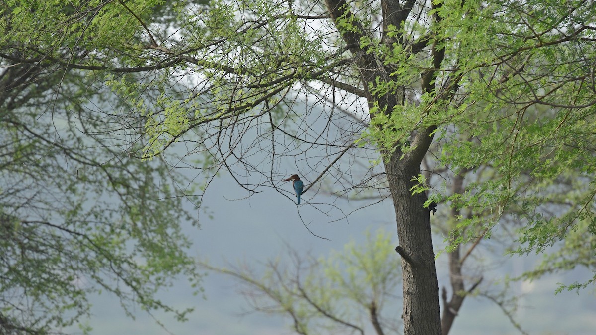 White-throated Kingfisher - Prem Prakash Garg