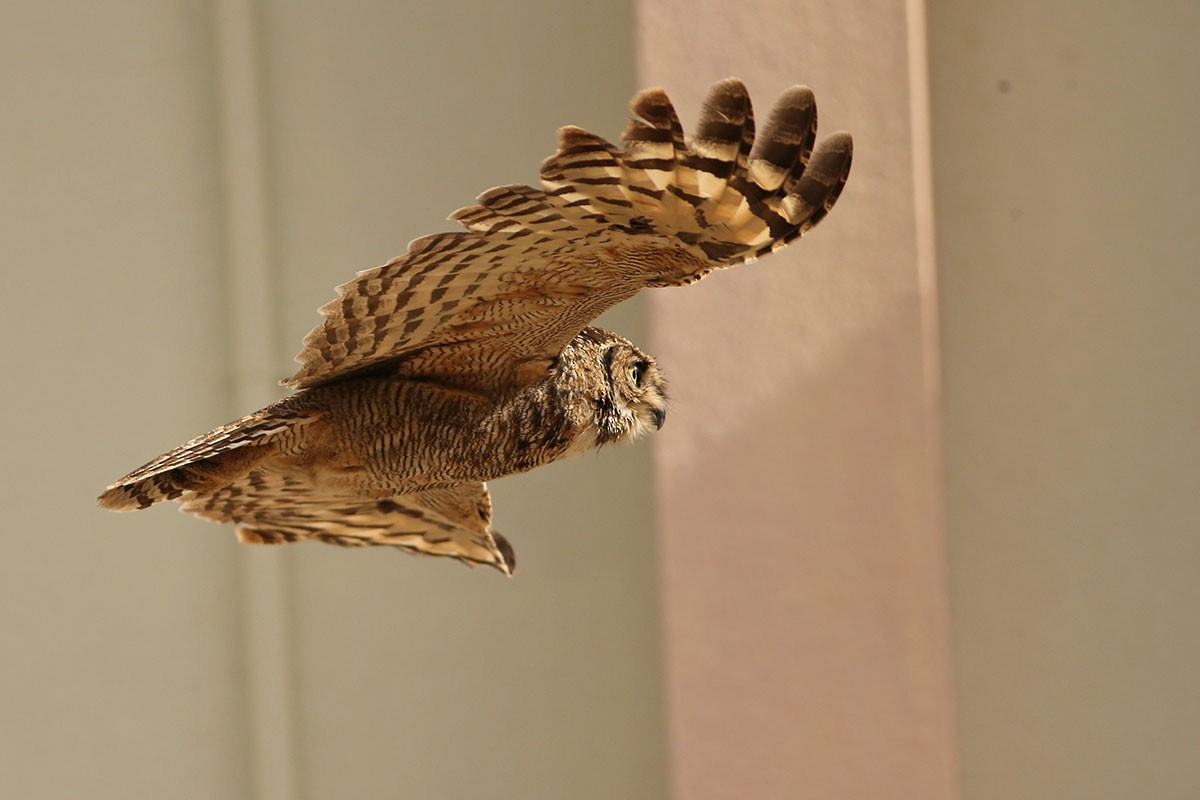 Arabian Eagle-Owl - ML164562851