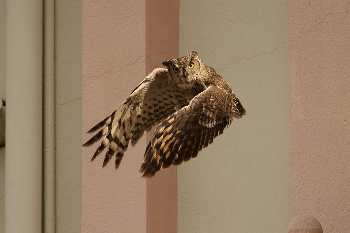 Arabian Eagle-Owl - ML164562871