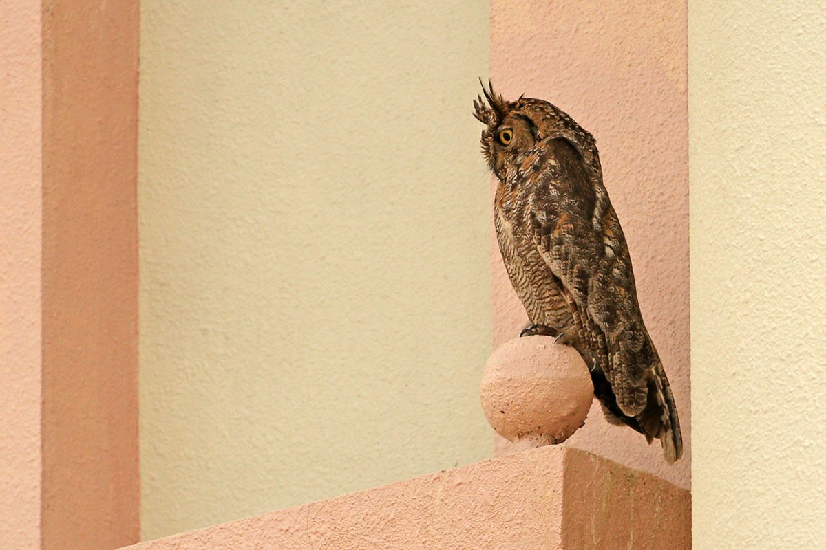 Arabian Eagle-Owl - ML164562891