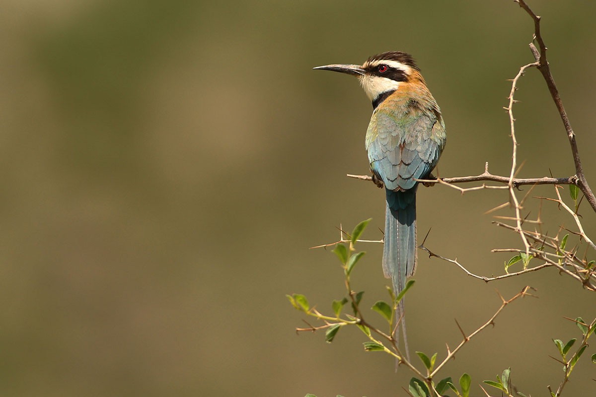 White-throated Bee-eater - Khalifa Al Dhaheri