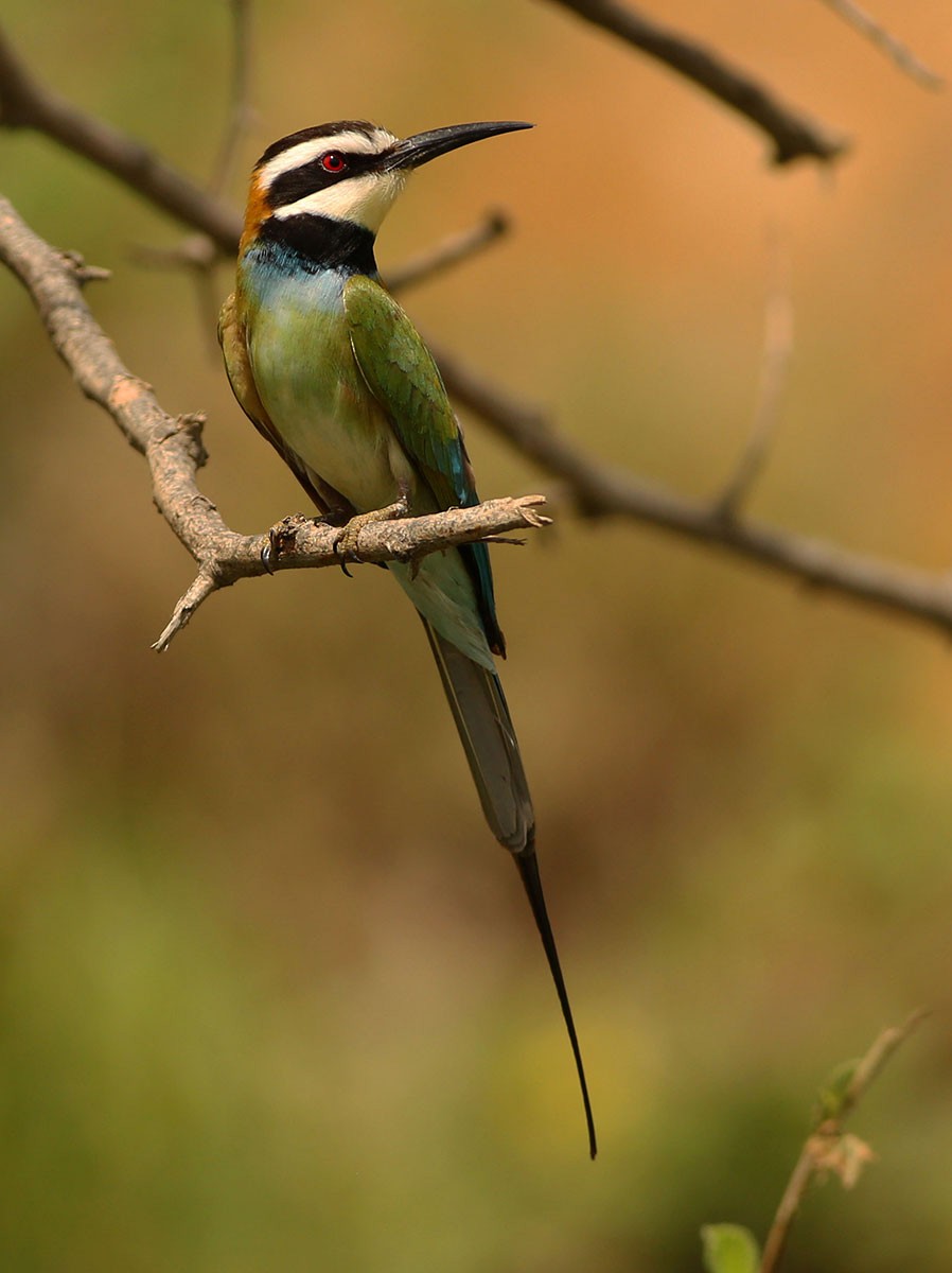 White-throated Bee-eater - ML164563181