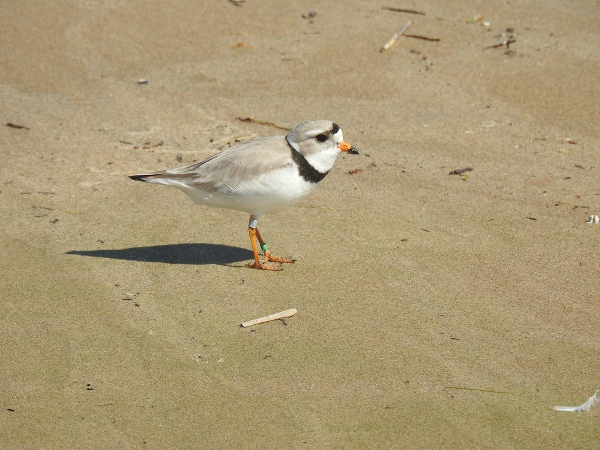 Piping Plover - ML164563251