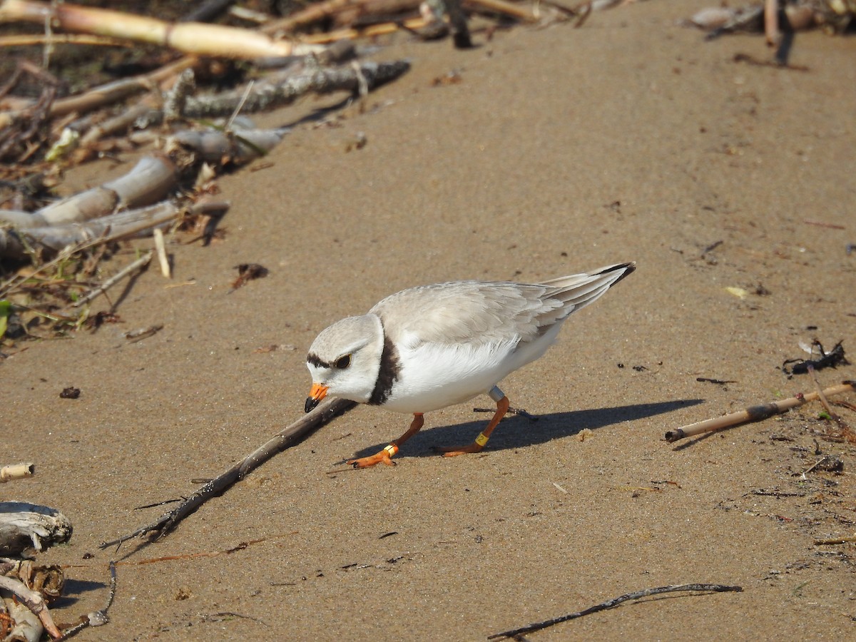 Piping Plover - ML164563261