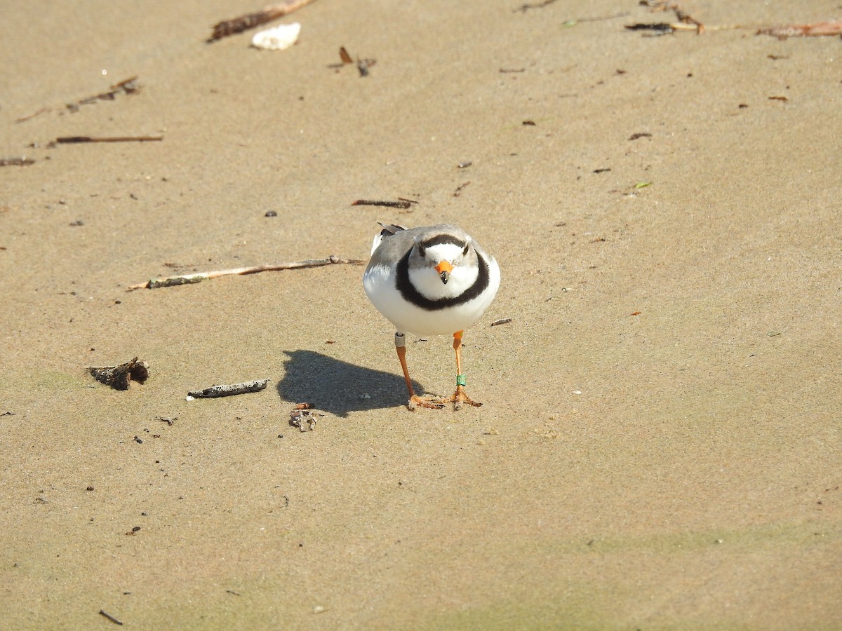 Piping Plover - ML164563271