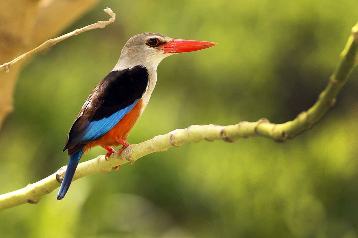 Gray-headed Kingfisher - Khalifa Al Dhaheri