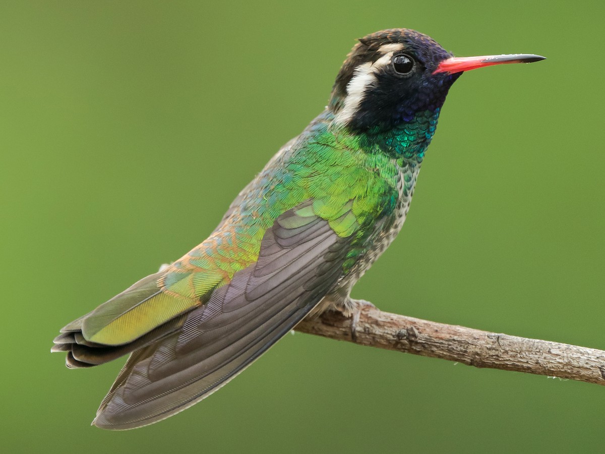 16 Species of Hummingbirds in Florida (with Pictures) - Animal Hype