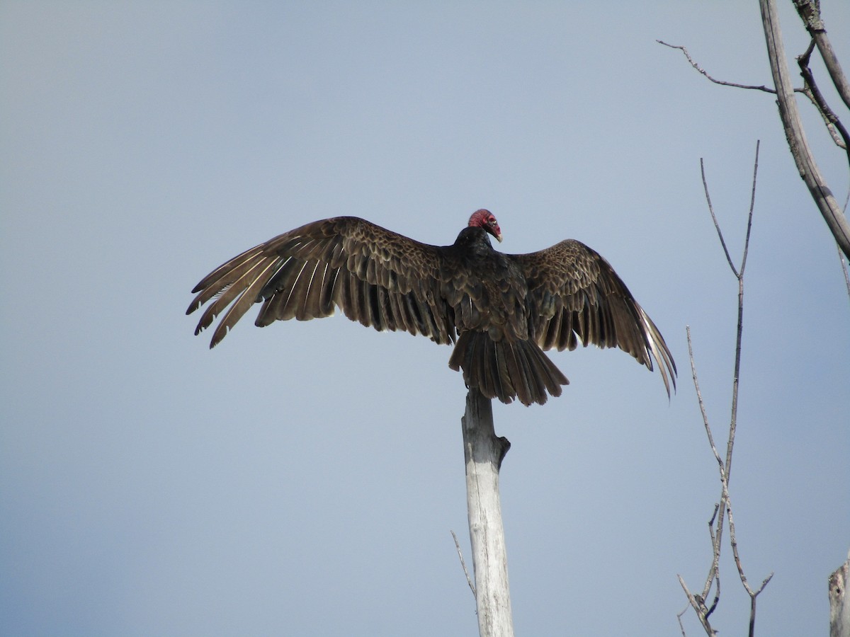 Turkey Vulture - James Scott