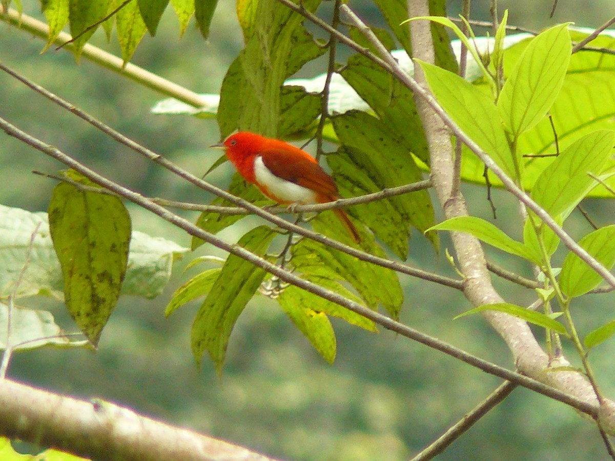 Scarlet-and-white Tanager - ML164569991