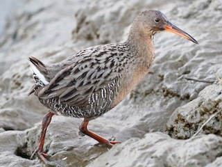  - Ridgway's Rail