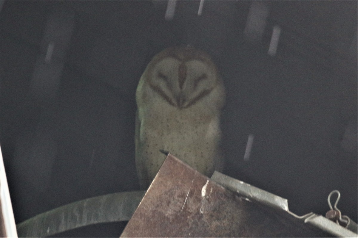 Barn Owl - John Skene