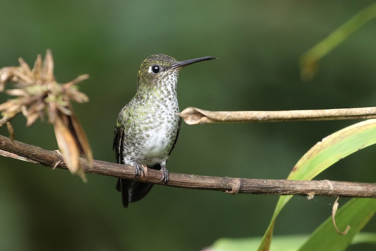 Many-spotted Hummingbird - ML164577701