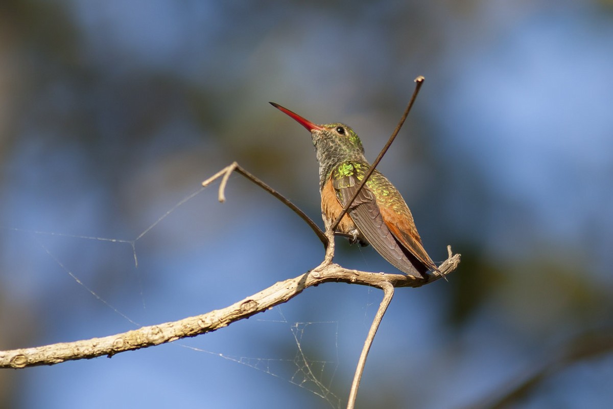 Buff-bellied Hummingbird - Michael Todd