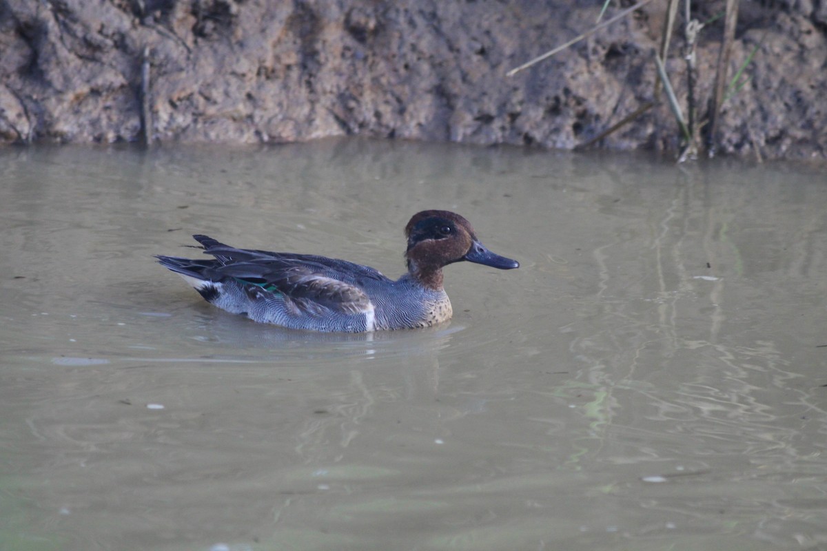 Green-winged Teal - Michael Todd