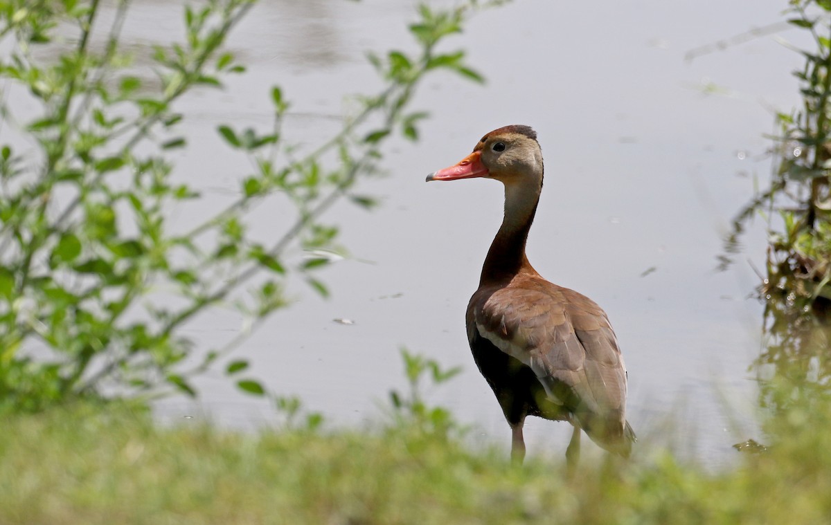 Black-bellied Whistling-Duck (fulgens) - ML164584431