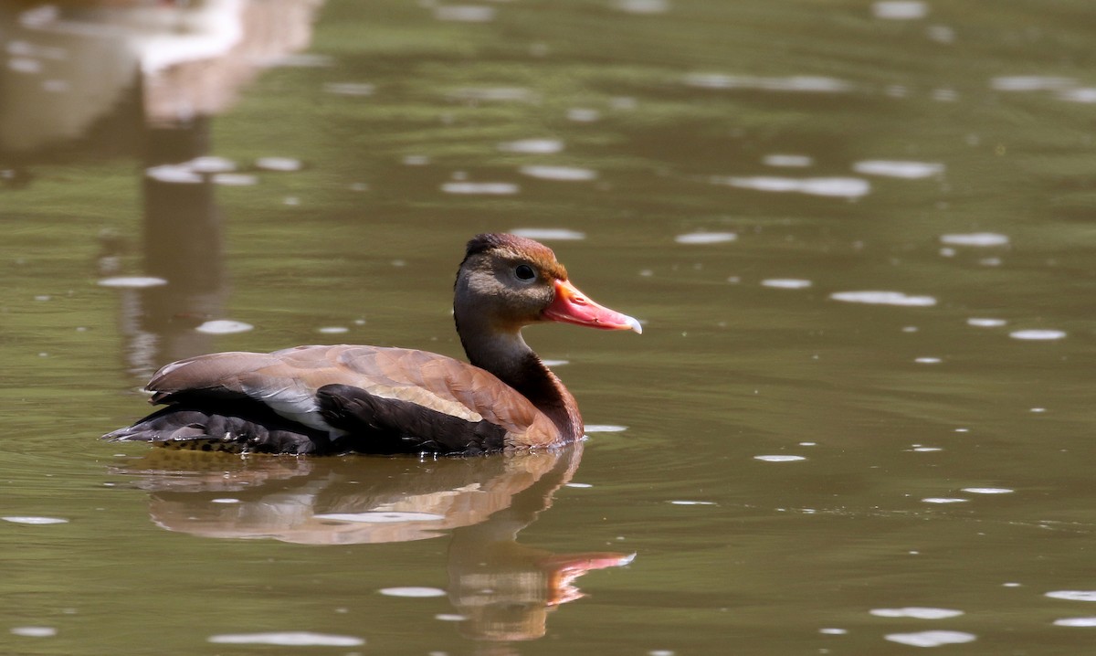 Black-bellied Whistling-Duck (fulgens) - ML164584441