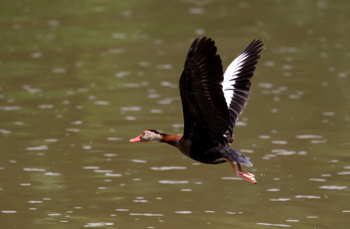 Black-bellied Whistling-Duck (fulgens) - ML164584551