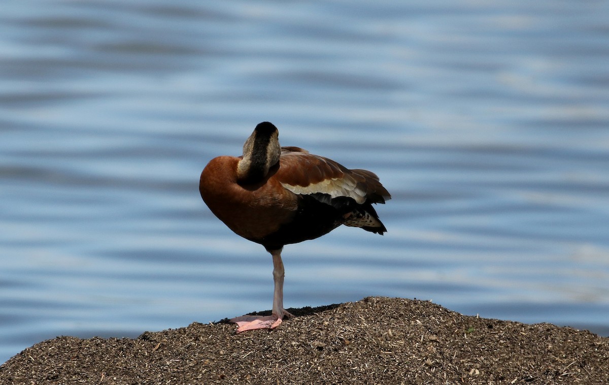 Black-bellied Whistling-Duck (fulgens) - ML164584591