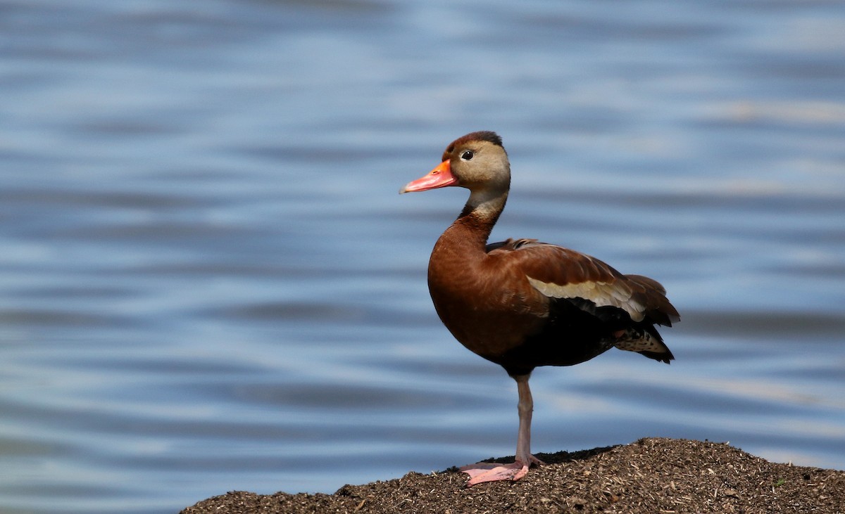 Black-bellied Whistling-Duck (fulgens) - ML164584631