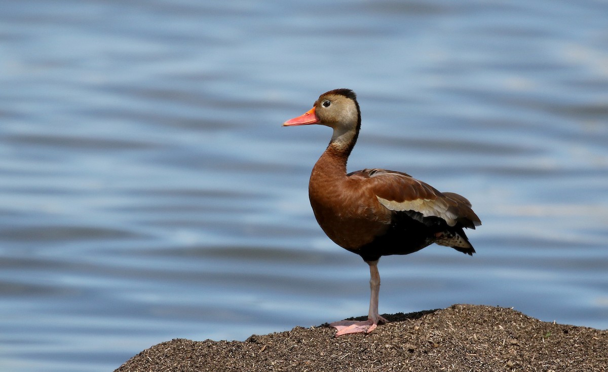 Black-bellied Whistling-Duck (fulgens) - ML164584641