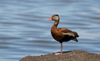 Black-bellied Whistling-Duck (fulgens), ML164584641
