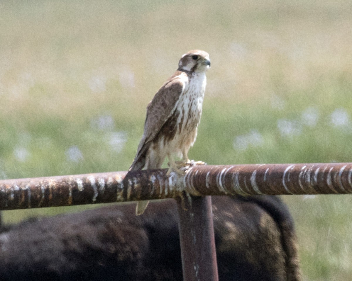 Prairie Falcon - Ted Beedy