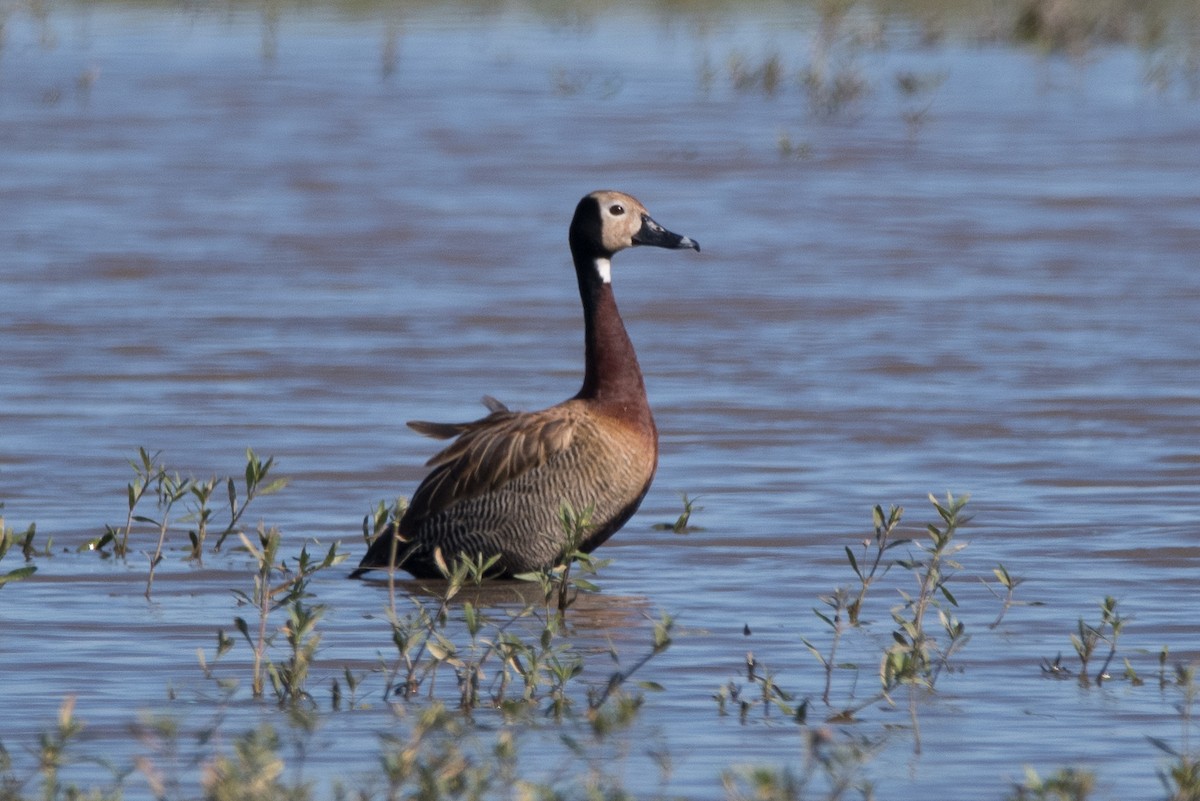 White-faced Whistling-Duck - Pablo Re