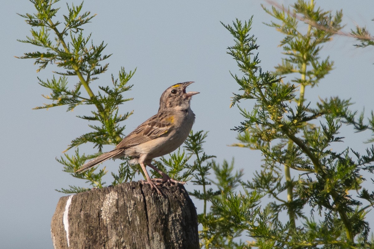 Grassland Sparrow - ML164588771