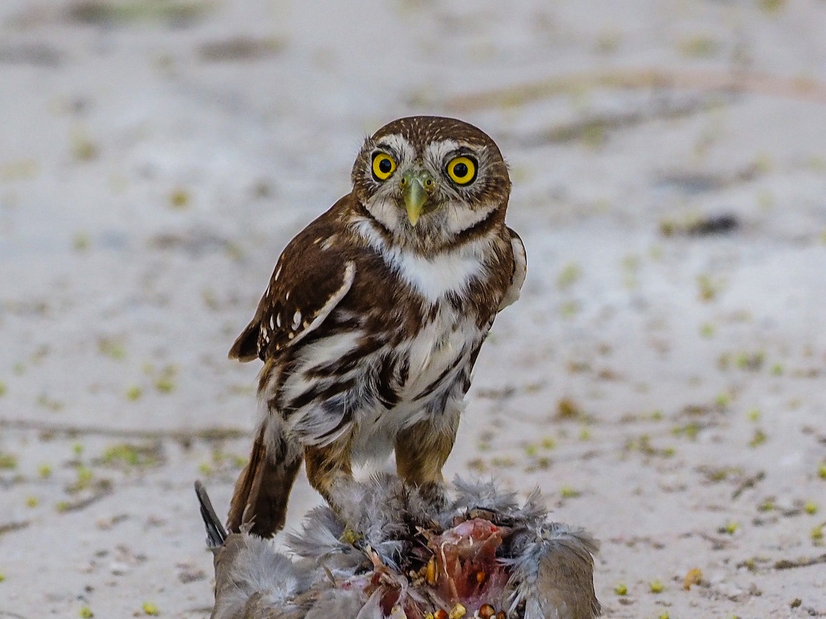 Ferruginous Pygmy-Owl - Bryan Lanning