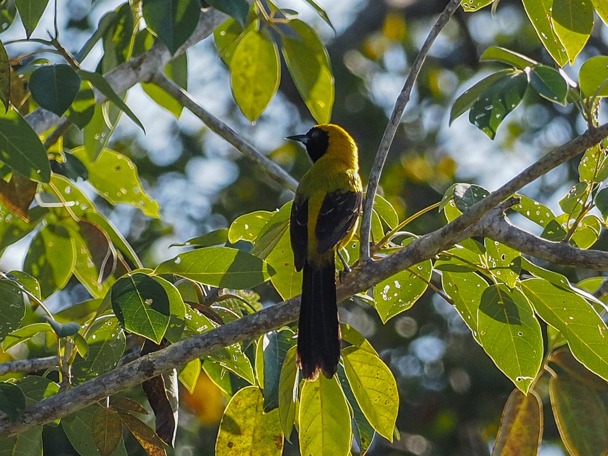 Yellow-backed Oriole - Bryan Lanning