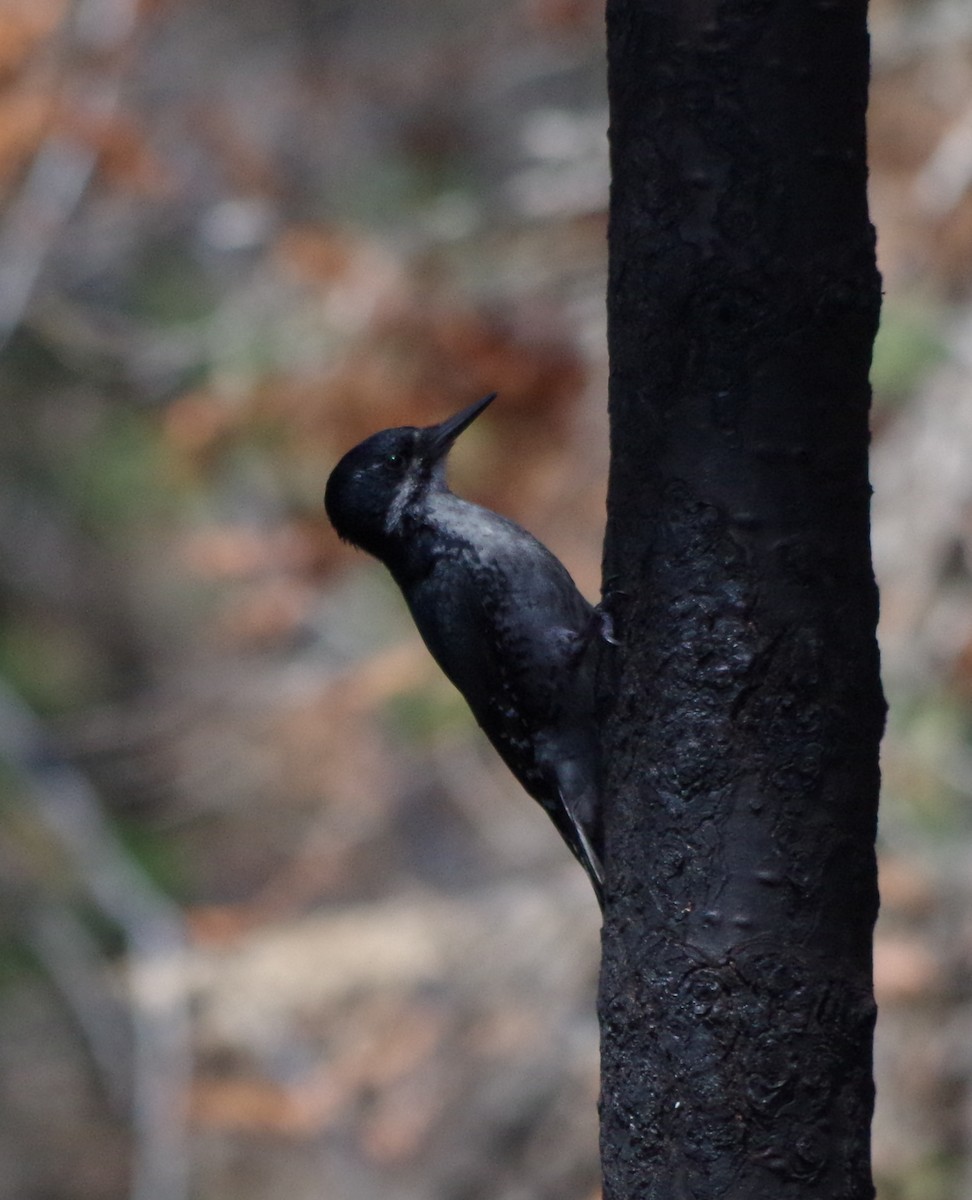 Black-backed Woodpecker - ML164595271
