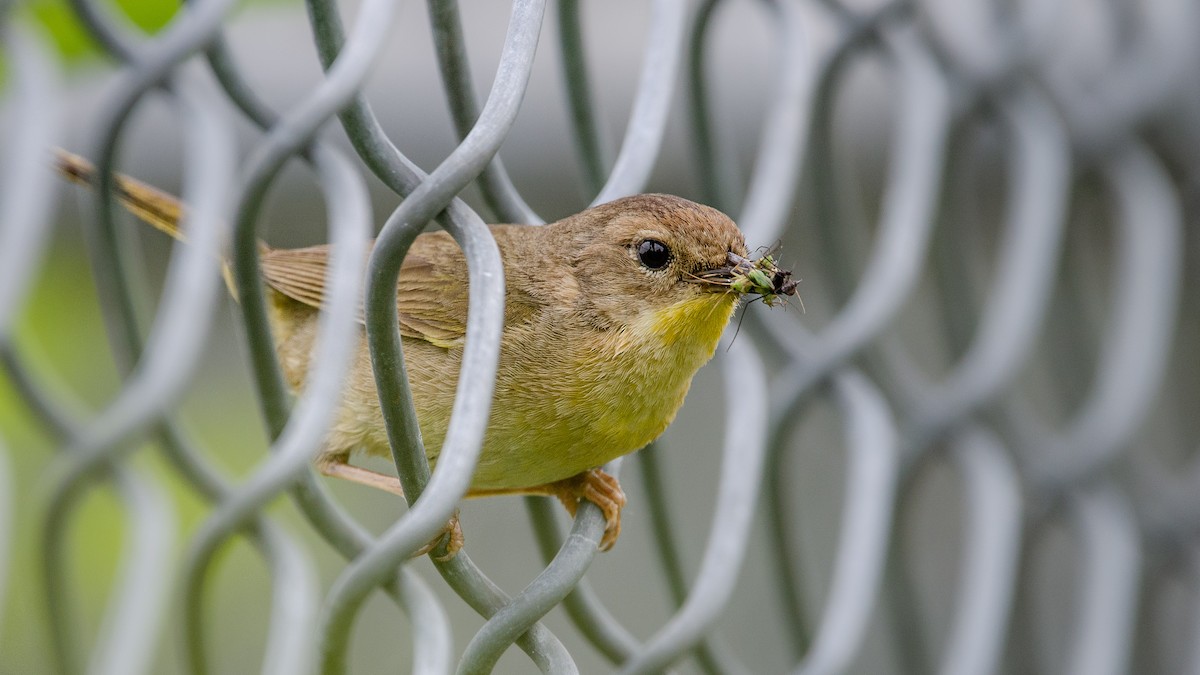 Common Yellowthroat - ML164596101