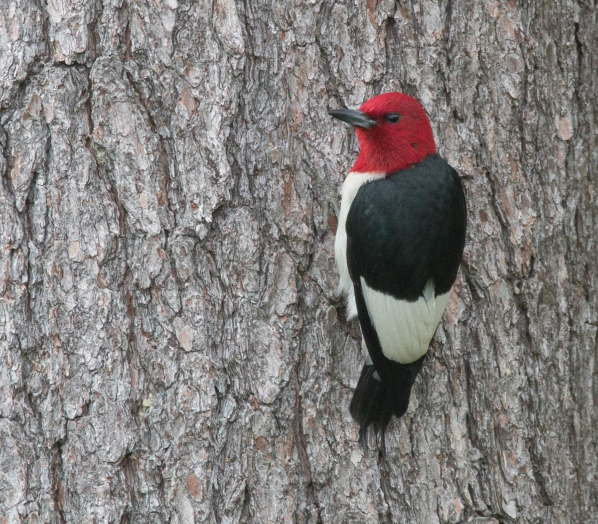 Red-headed Woodpecker - Joel Strong