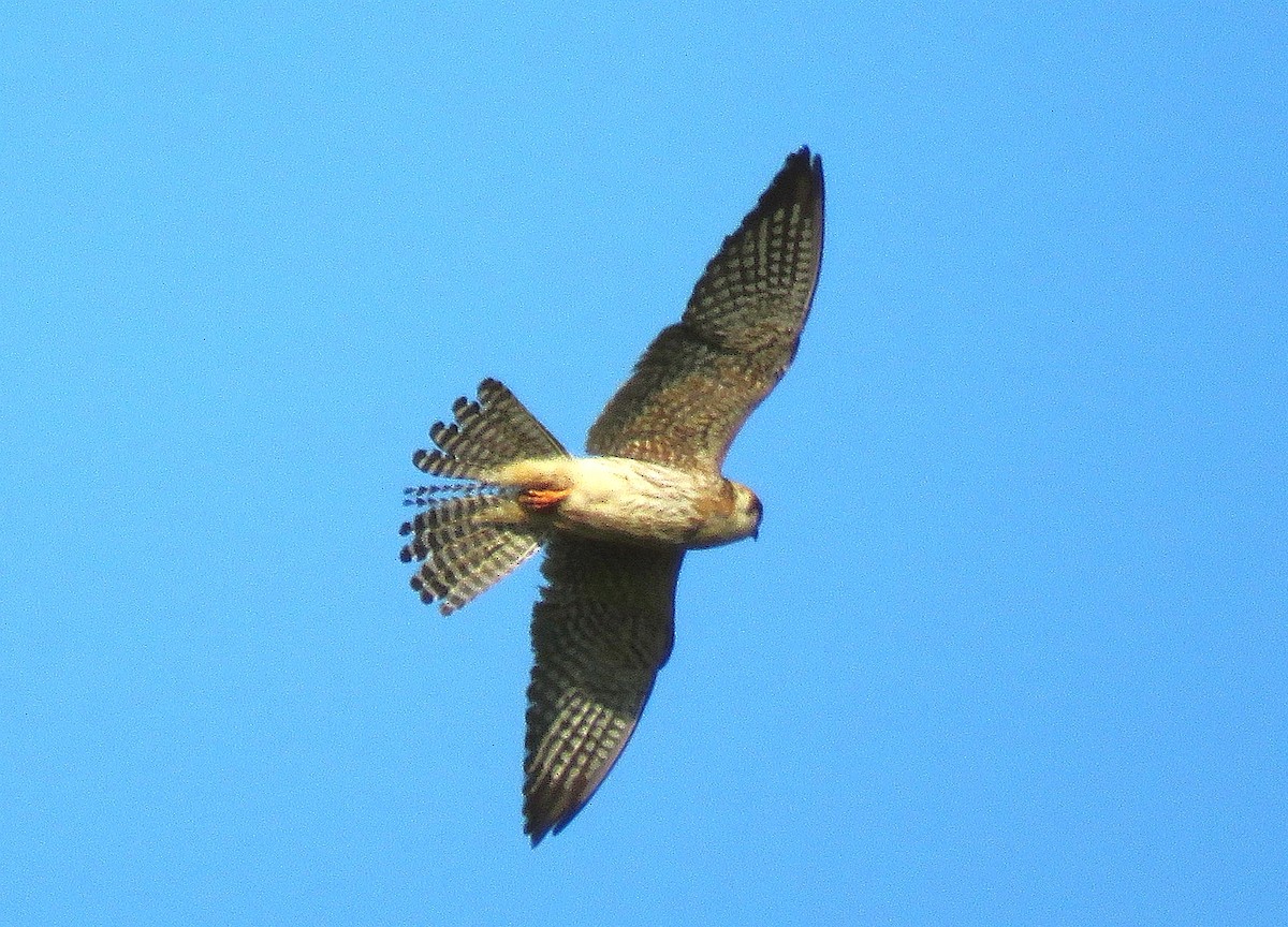 Red-footed Falcon - Henk Sierdsema