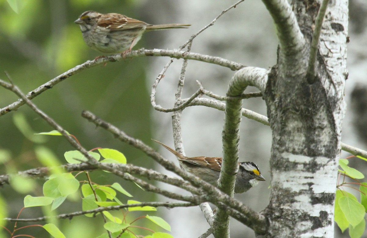 White-throated Sparrow - ML164599051