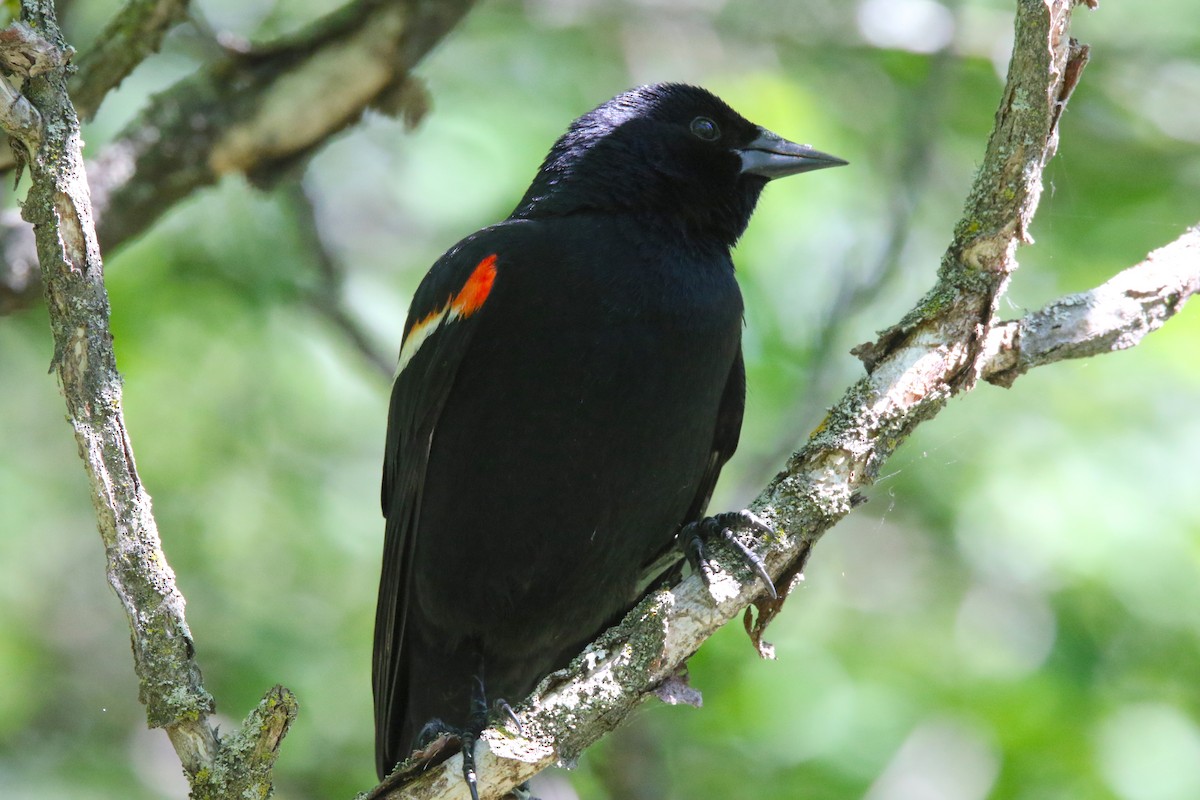 Red-winged Blackbird - Brian Tychie