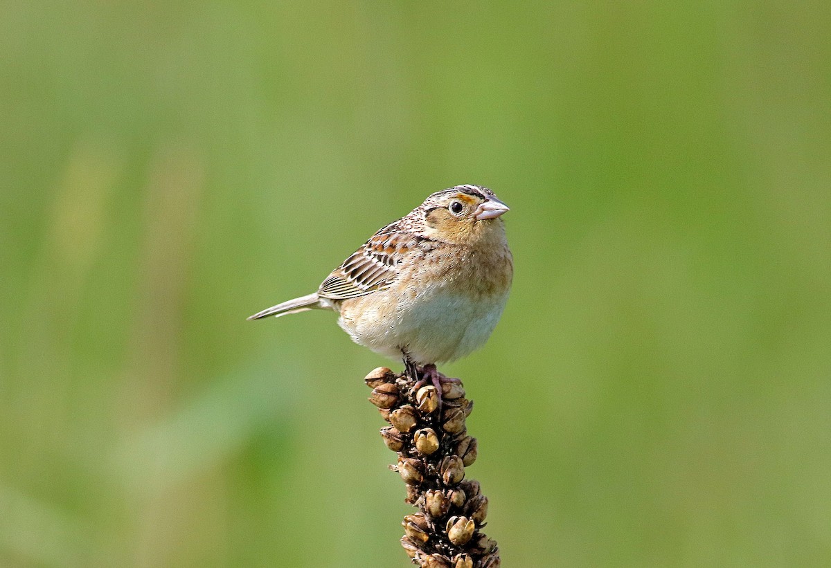 Grasshopper Sparrow - ML164599971