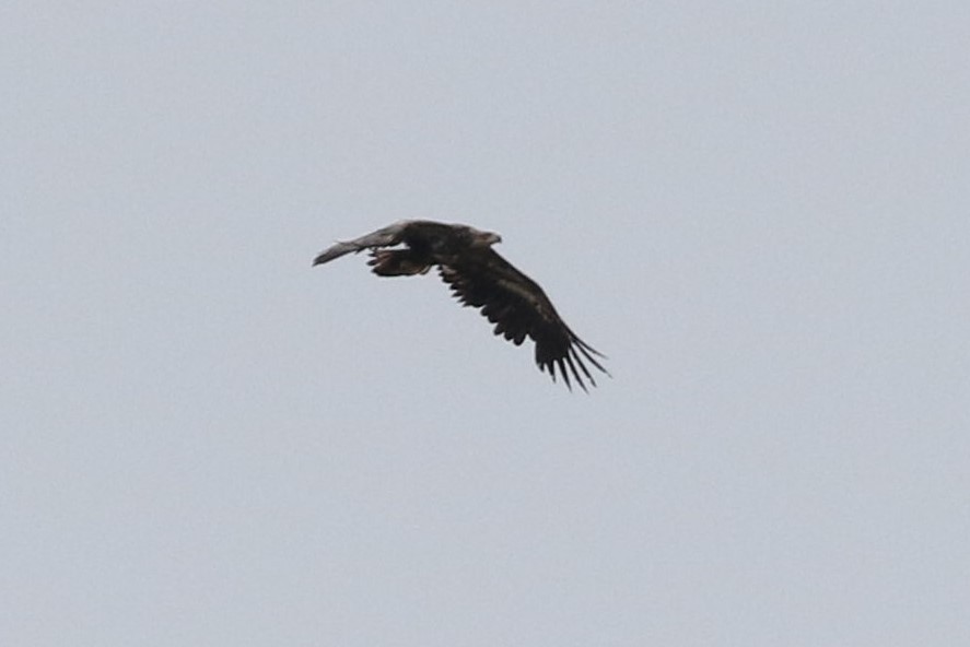 White-tailed Eagle - ML164600591