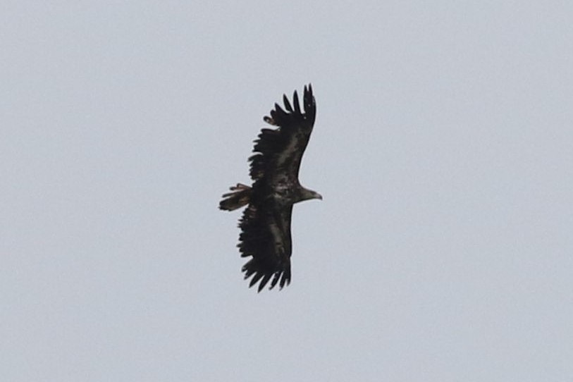 White-tailed Eagle - ML164600621