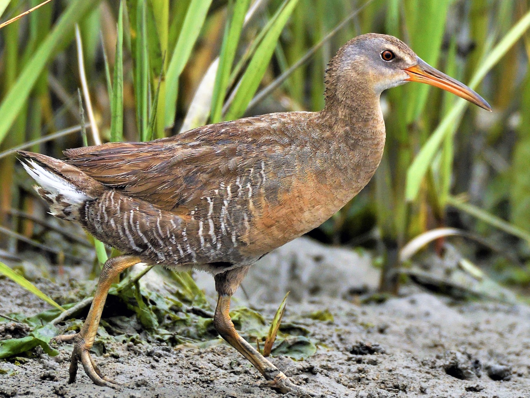 Clapper Rail eBird